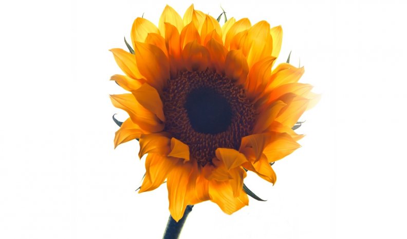 sunflower.jpg