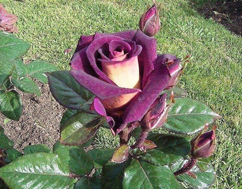 Buds With Purple Rose