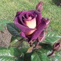 Buds With Purple Rose