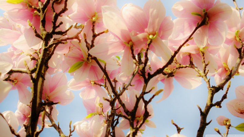 magnolia_blossoms.jpg