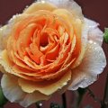 Raindrops on open pretty rose