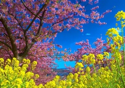 colors of spring