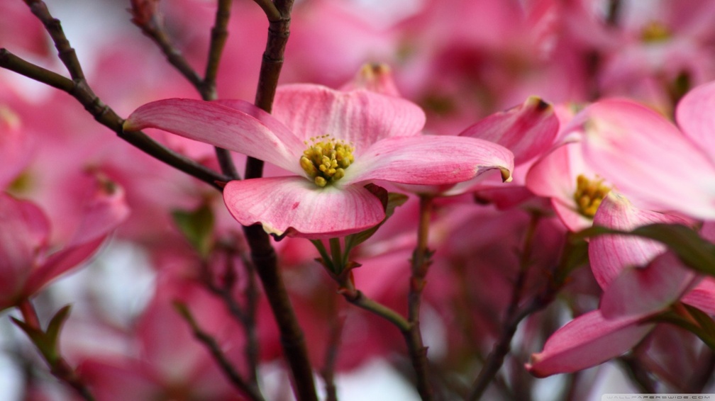 Pink dogwood flowers