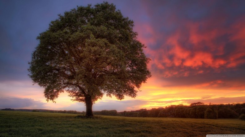 sunset_tree.jpg