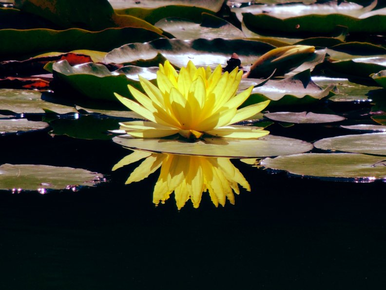 water_lily.jpg