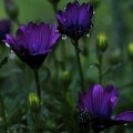 Beautiful purple flowers after rain