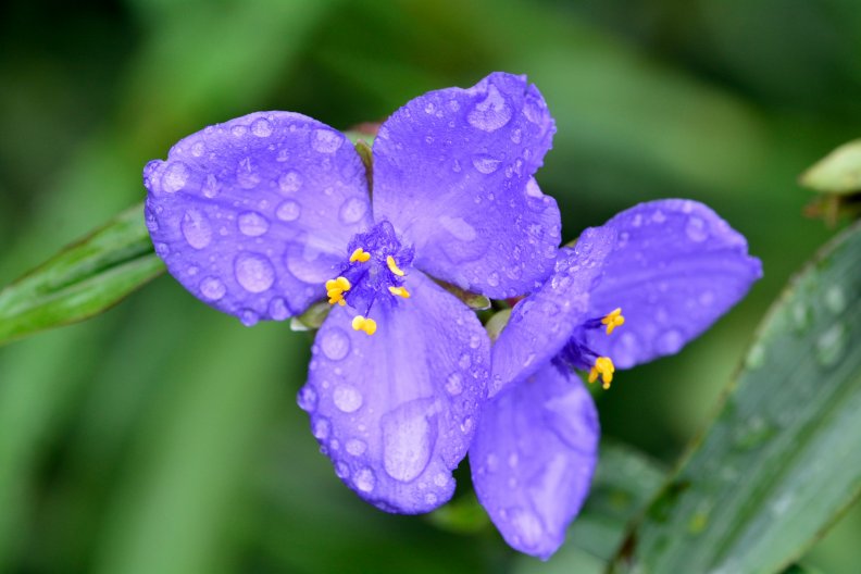 purple_macro_raindrop.jpg