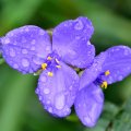 Purple Macro Raindrop