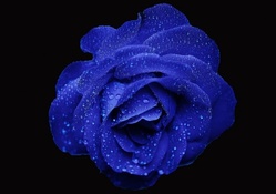 Trandafir Albastru