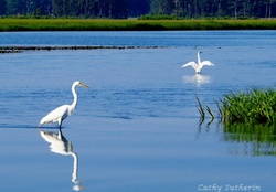 Egrets on the Water