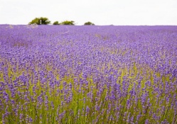 ~A Lovely Lavender Field~