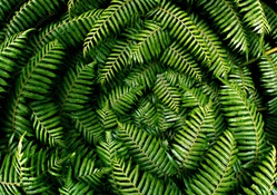 Ferns from above