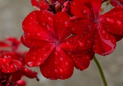 Rainy Petunia