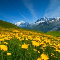 Spring At French Alps