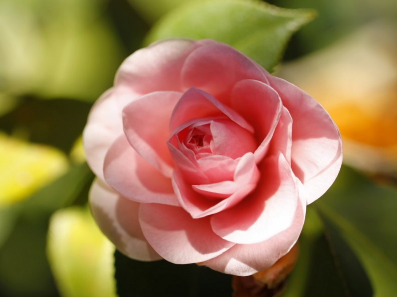 pink_camellia_bloom.jpg