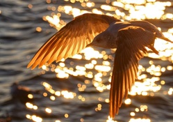 Seagull at Sunrise