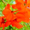 Beautiful Orange Flowers