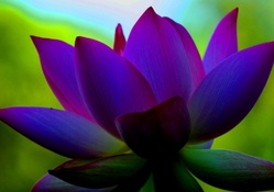 Beautiful Purple Lotus