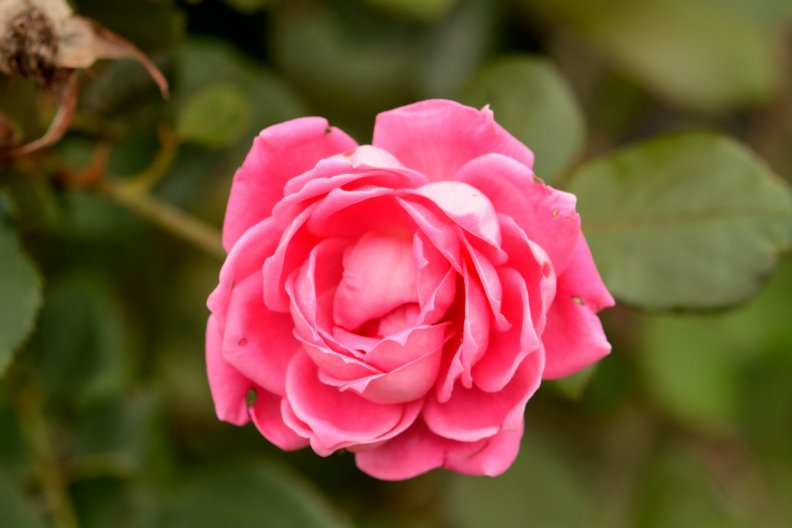 pink_rose_blossom.jpg