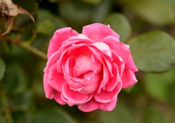Pink Rose Blossom
