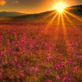 sunset over a field of pink wildflowers