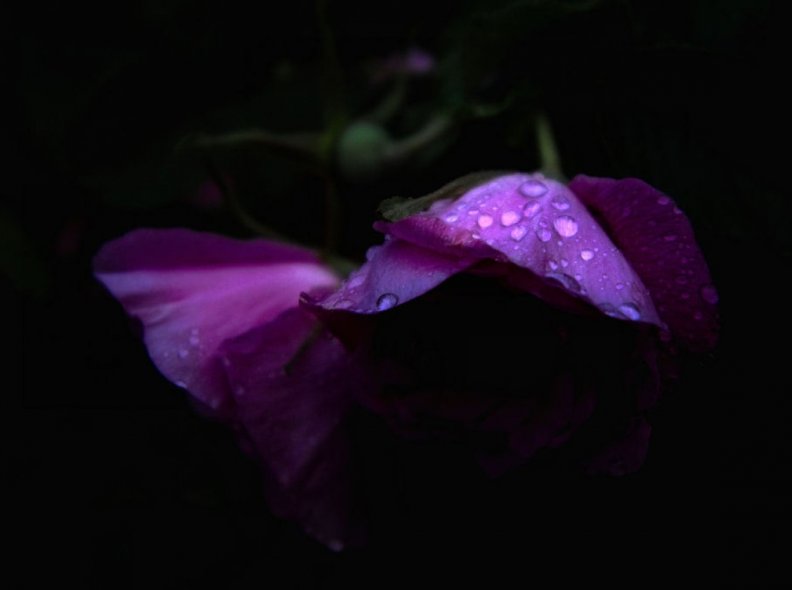 raindrop_on_purple_roses.jpg