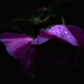 Raindrop on purple roses