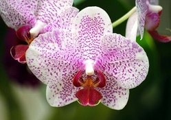 Beautiful Violet Orchid