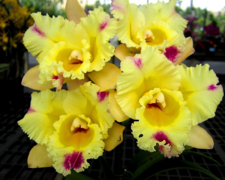 beautiful_yellow_orchids.jpg
