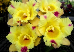 beautiful yellow orchids