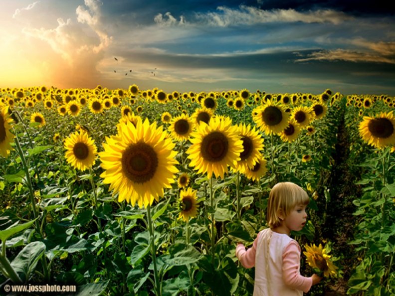 in_a_sunflower_field.jpg