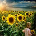In a sunflower field
