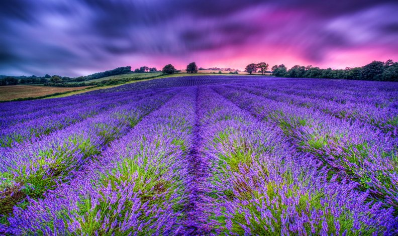 lavender_farm.jpg