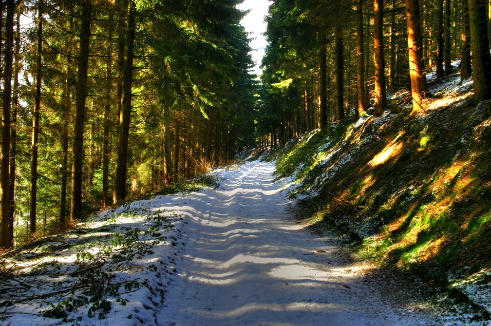 Winter Forest Path