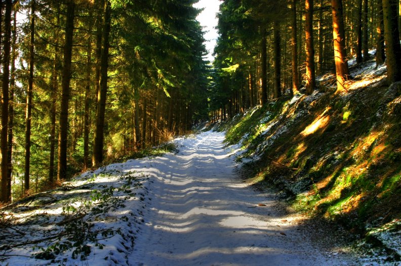 winter_forest_path.jpg