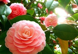 Camellia Blossoms