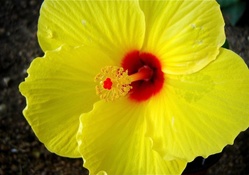 Perfect Yellow Hibiscus