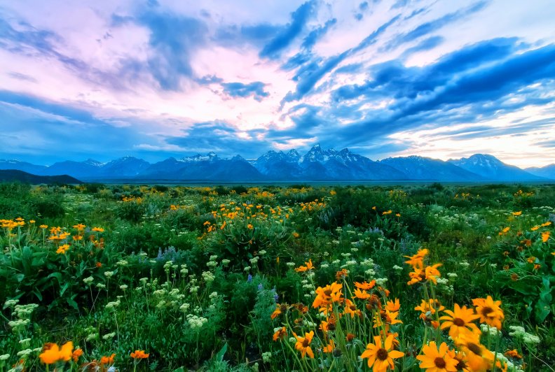 Wildflowers At The Tetons