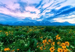Wildflowers At The Tetons