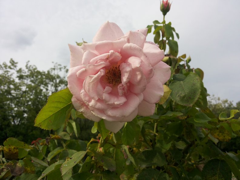 smell_the_roses.jpg