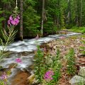 flowers by a rapid forest rever