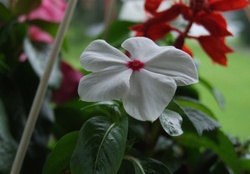 White Flower in hanging plant basket
