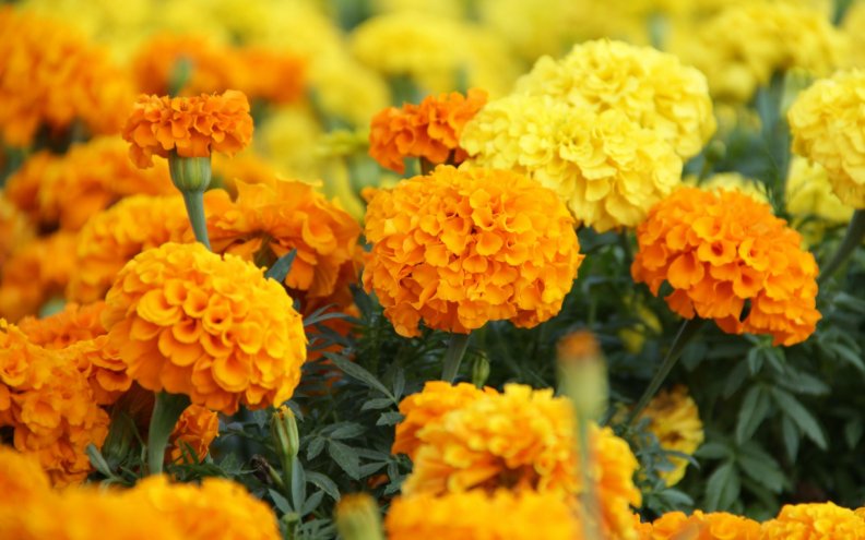 marigolds.jpg