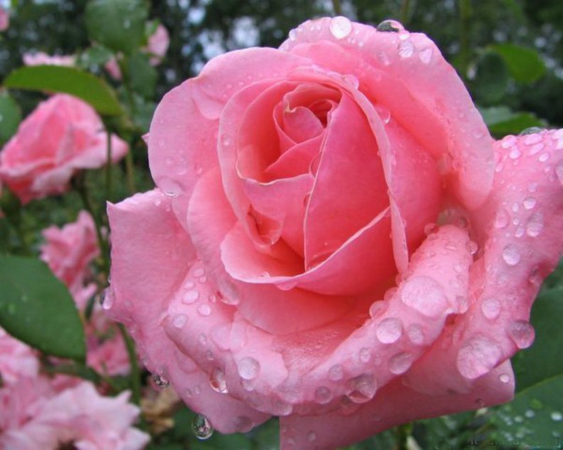 drops_on_pink_roses.jpg