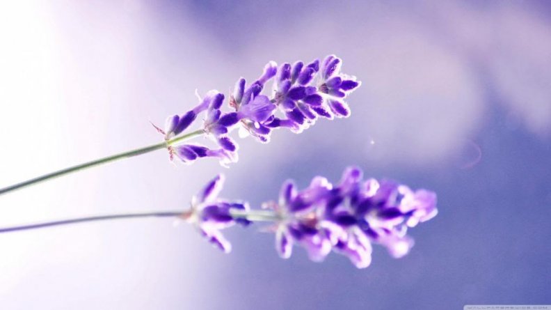 two_lavenders.jpg