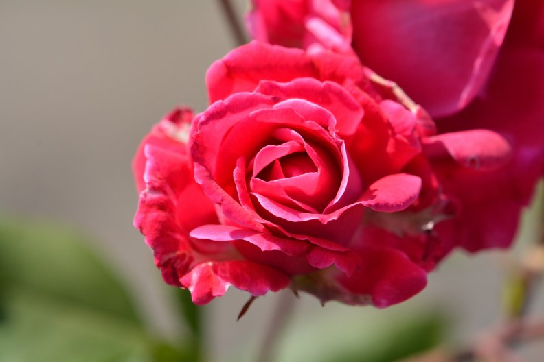 summer_rose_blossom.jpg