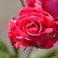 Summer Rose Blossom