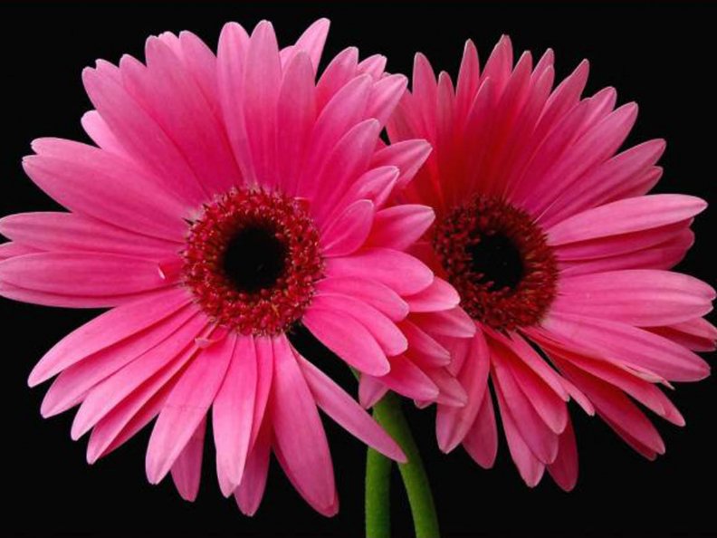 pink_daisies.jpg