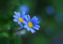 * BLUE FLOWER *
