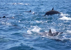 Spinner Dolphins 2